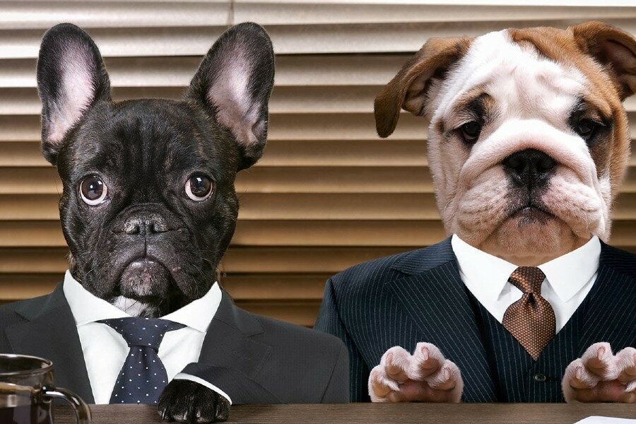 “Bring Your Dog To Work Day” – Supporting RSPCA